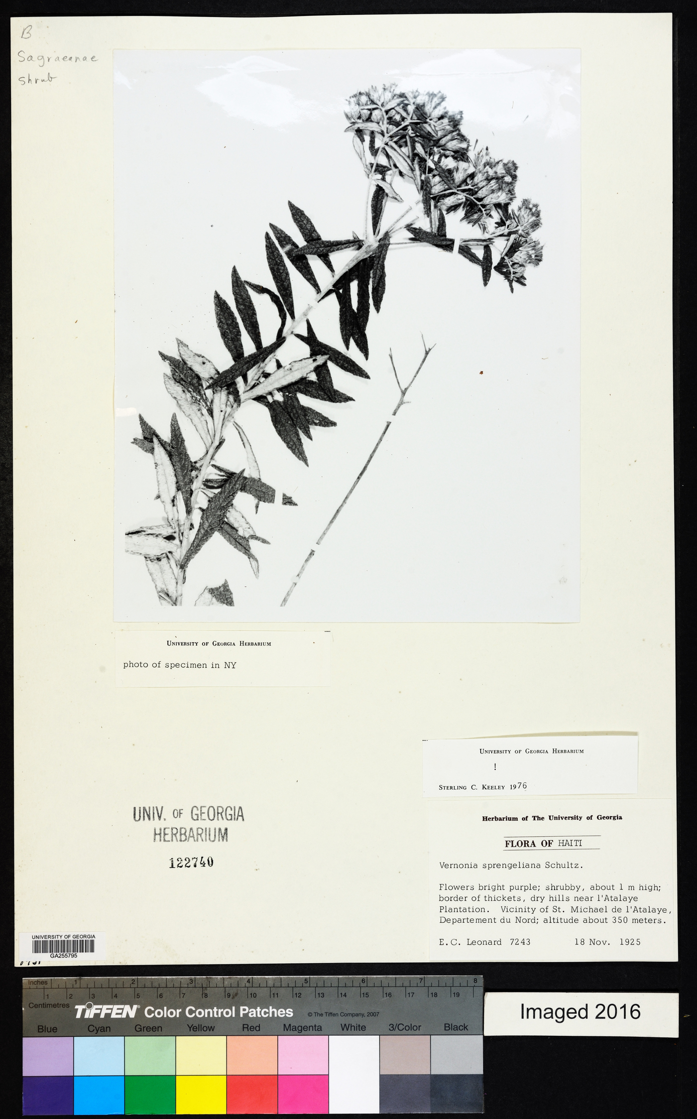 Lepidaploa sprengeliana image