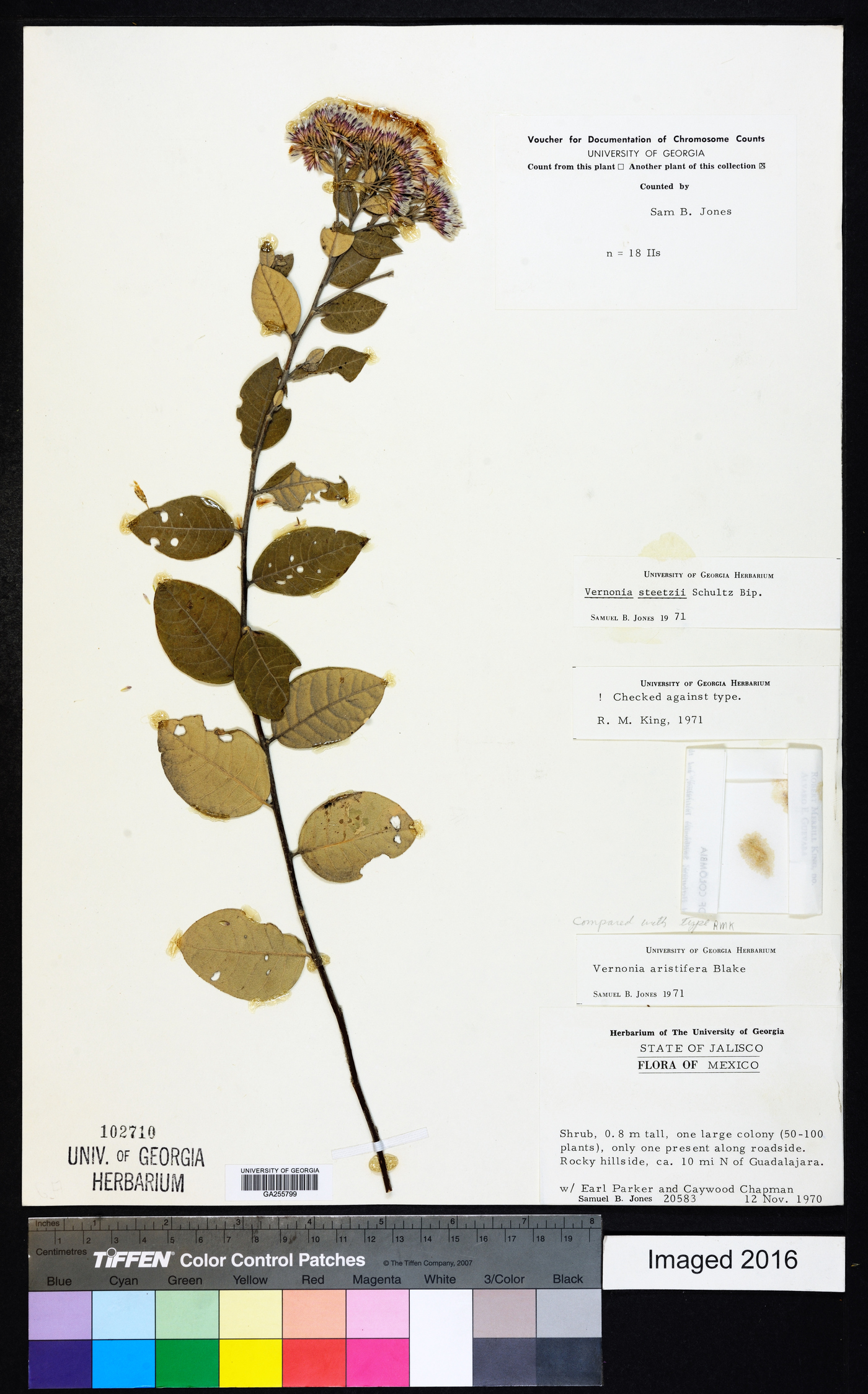 Critoniopsis foliosa image