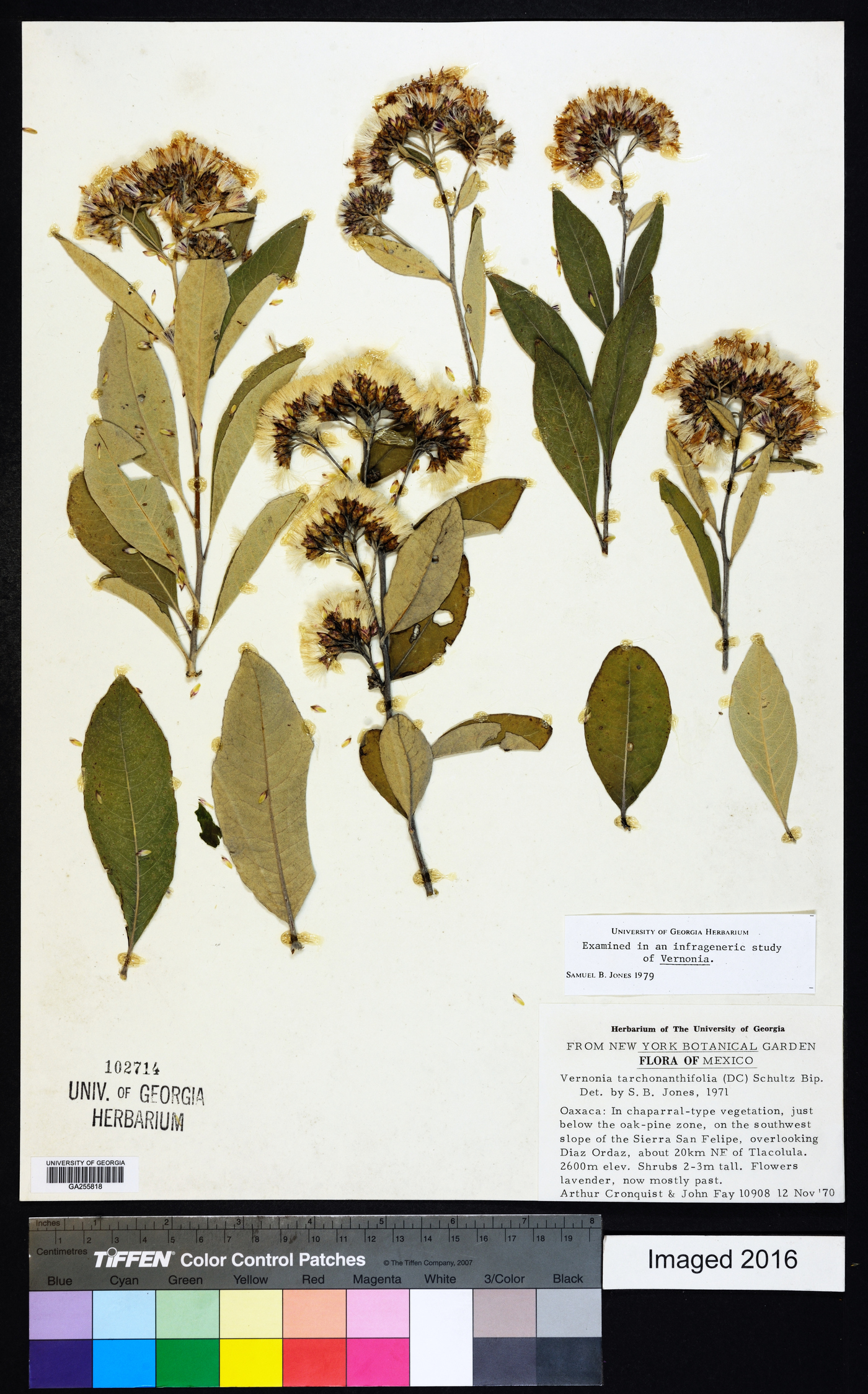 Vernonia tarchonanthifolia image
