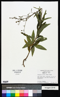 Vernonia texana image