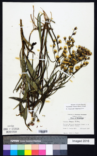 Vernonia texana image