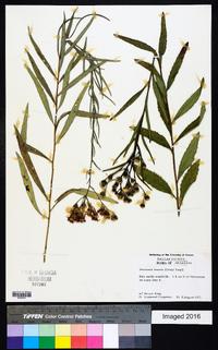 Vernonia texana image