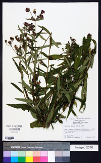 Vernonia texana image