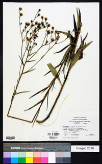 Vernonia texana image