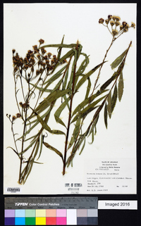 Vernonia texana image