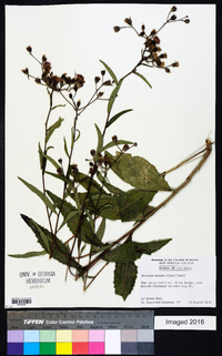 Vernonia texana image