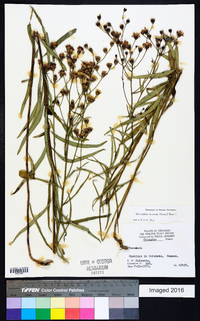 Vernonia texana image