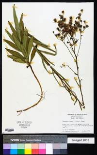 Vernonia texana image