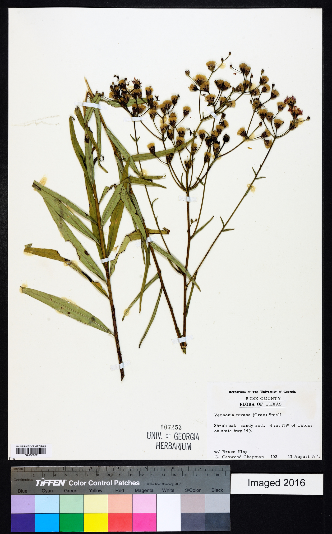 Vernonia texana image