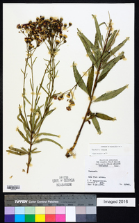 Vernonia texana image