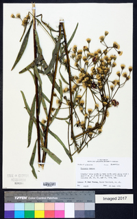 Vernonia texana image