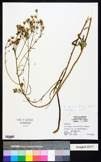 Vernonia texana image