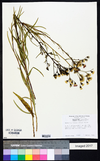Vernonia texana image