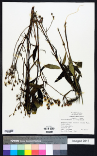 Vernonia texana image