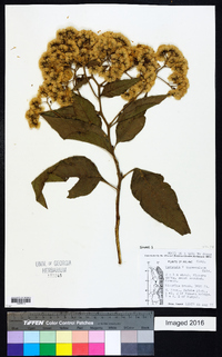 Image of Gymnanthemum thomsonianum