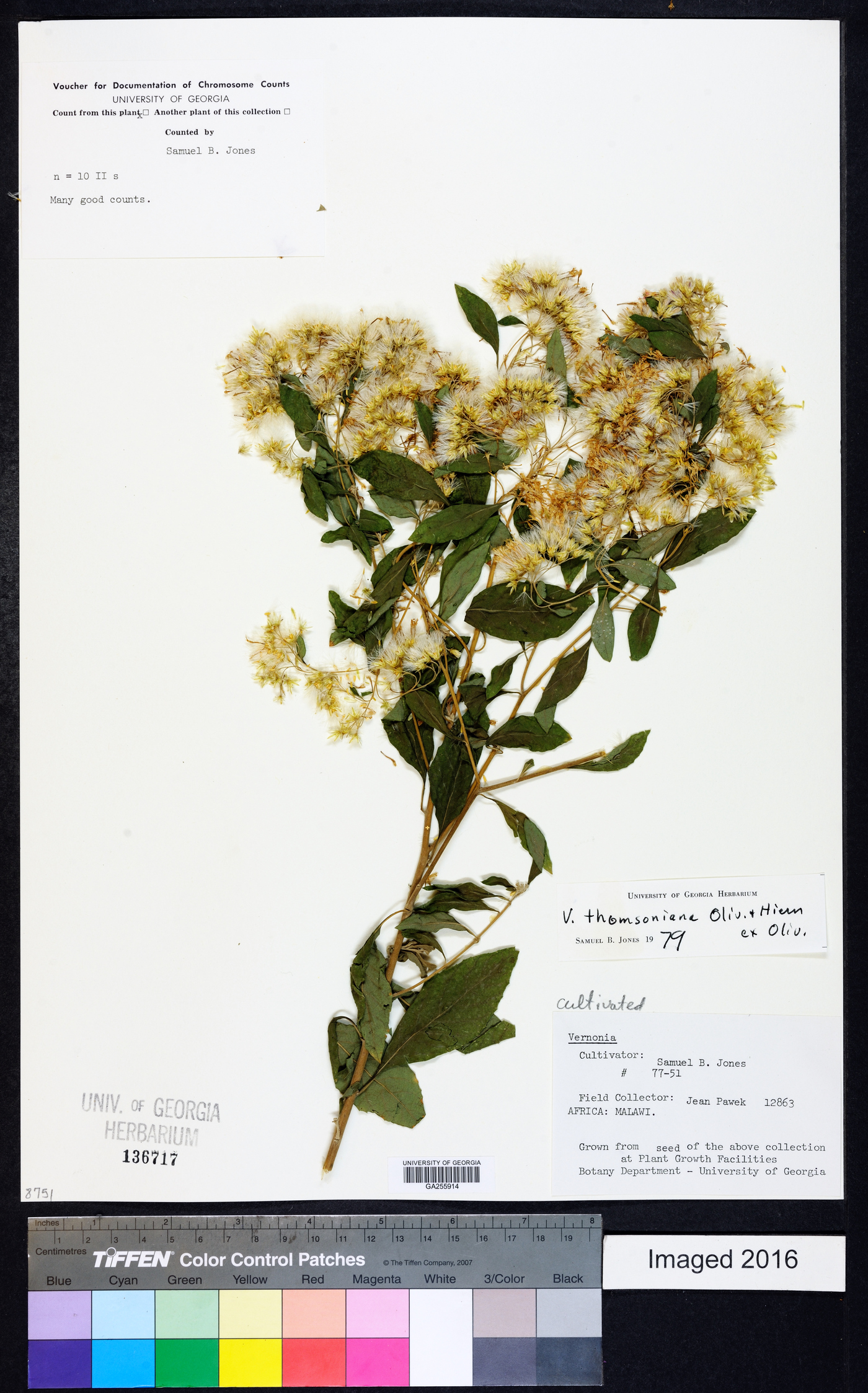 Gymnanthemum thomsonianum image