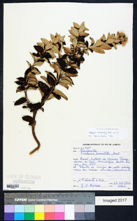 Lessingianthus tomentellus image