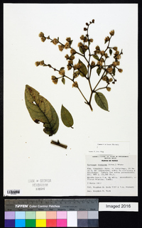 Vernonia tortuosa image