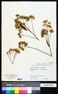 Vernonia triflosculosa image