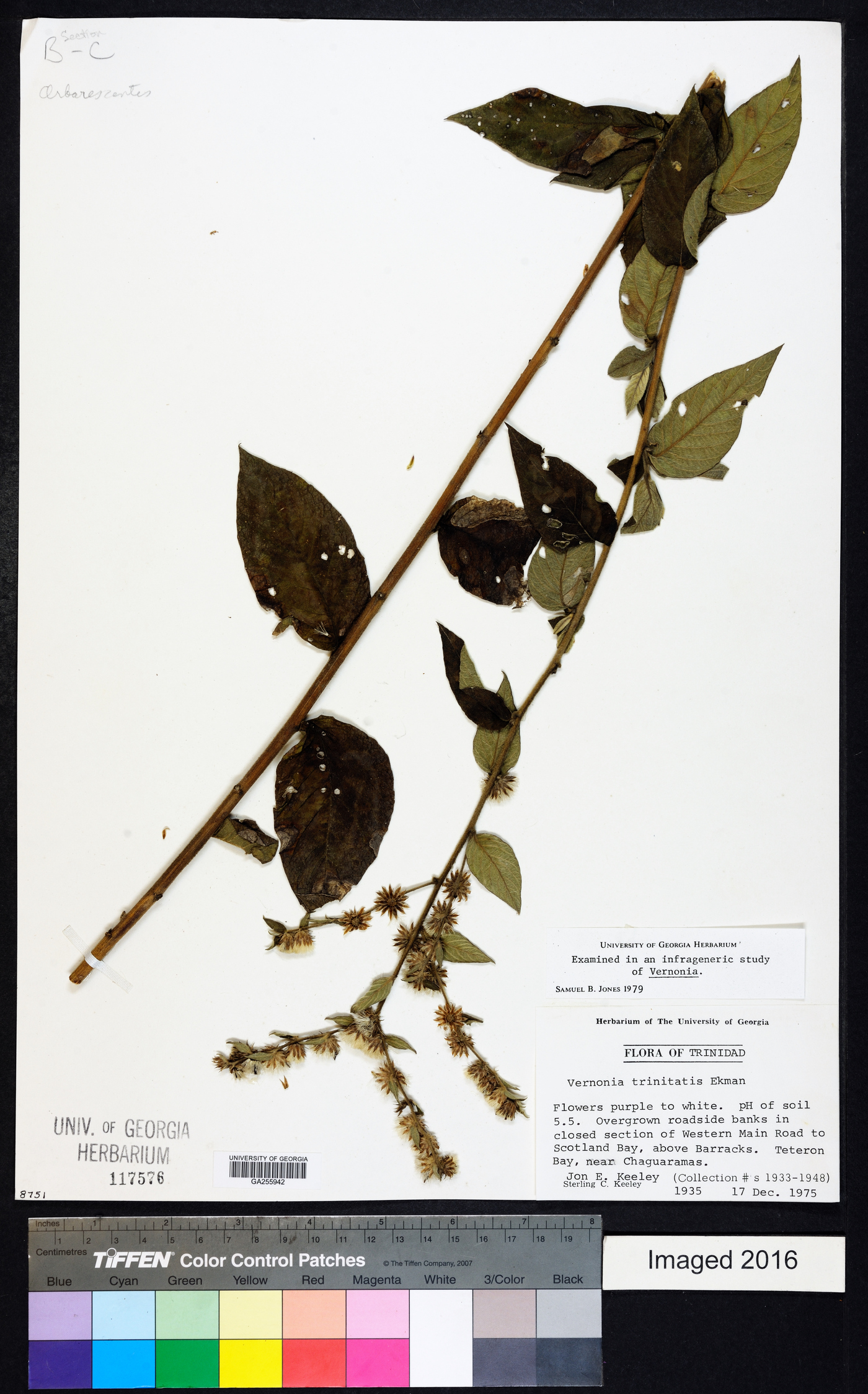Lepidaploa trinitatis image