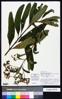Vernonanthura westiniana image