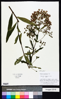Vernonanthura westiniana image