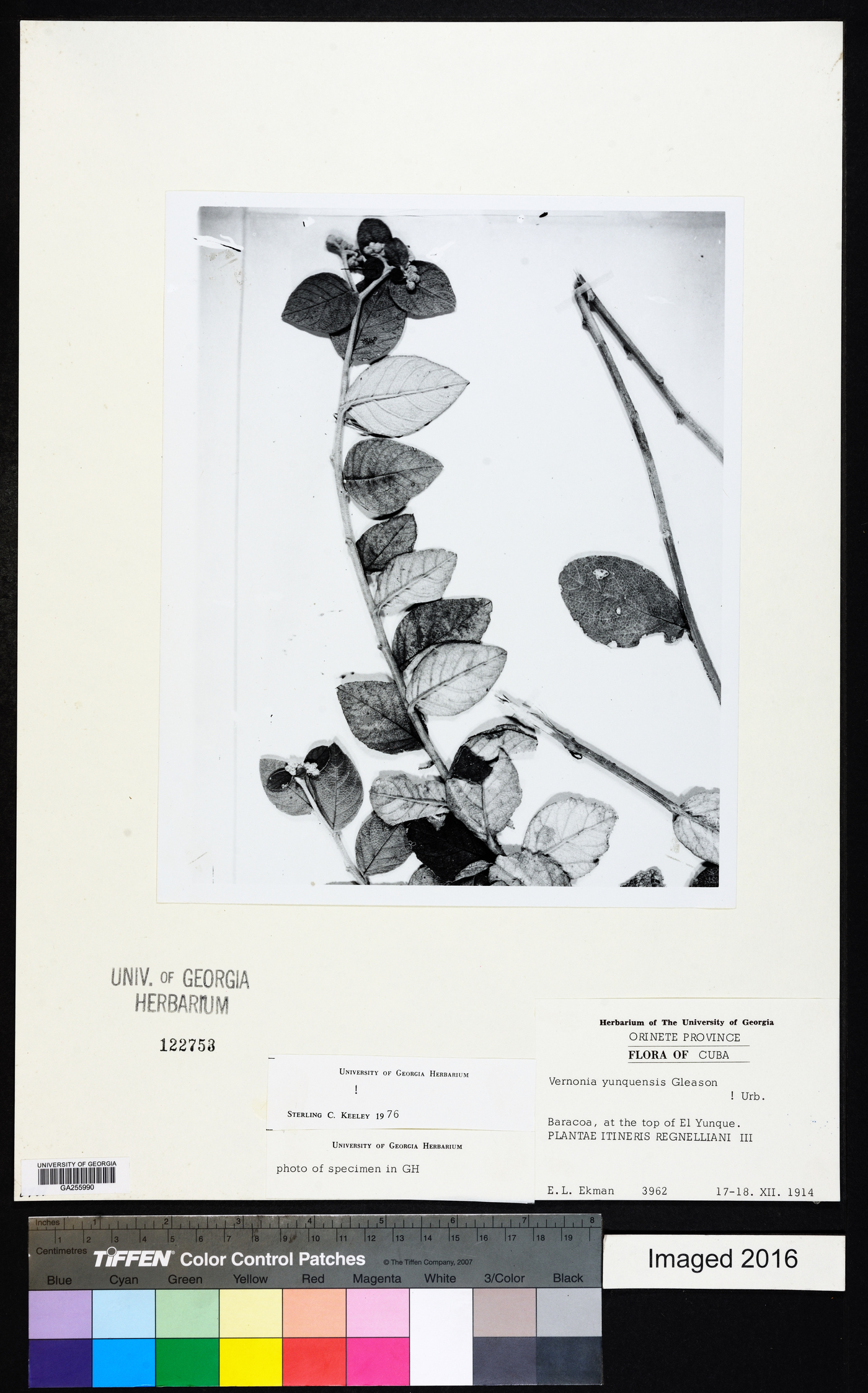 Critoniopsis yungasensis image