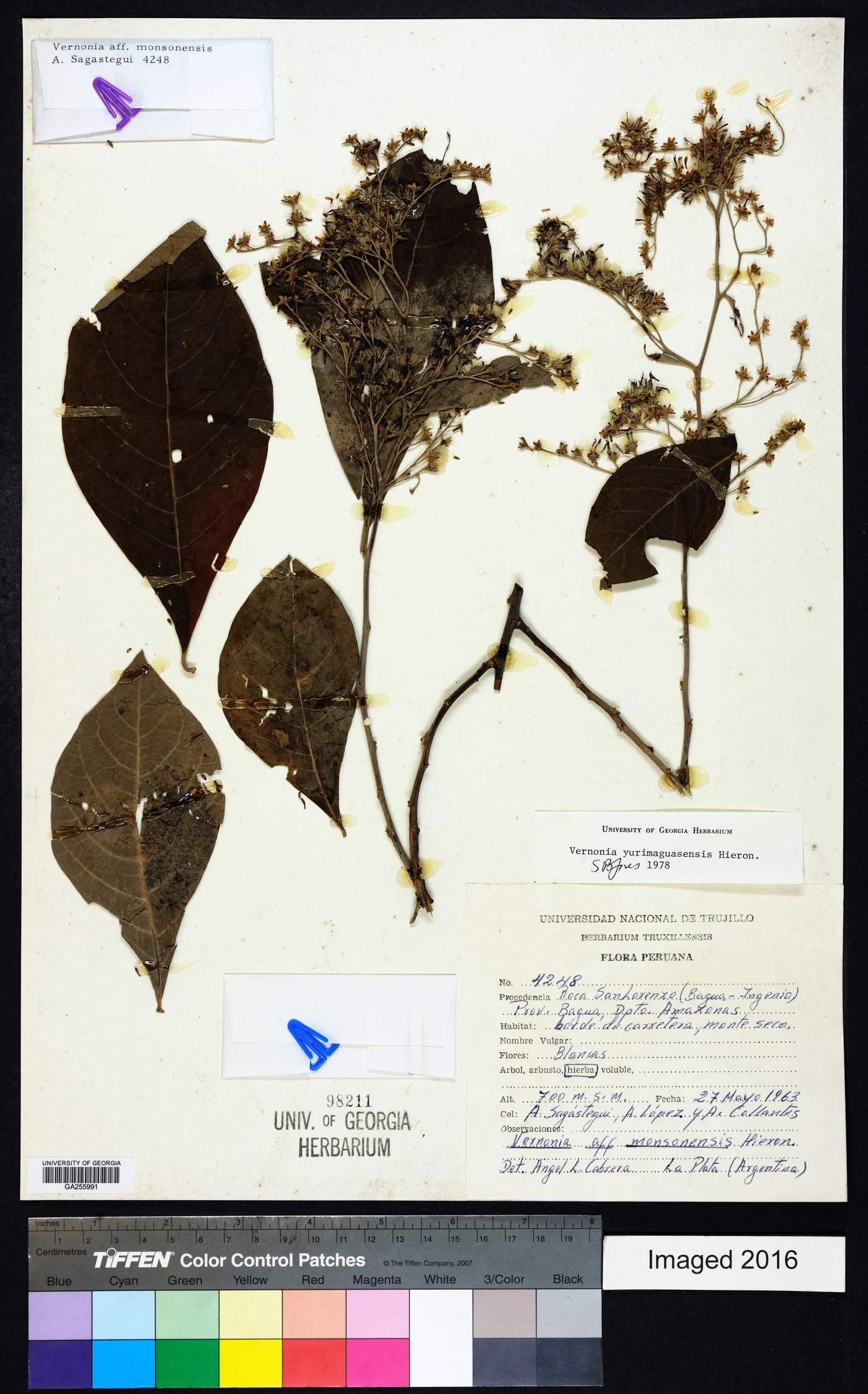Vernonanthura yurimaguasensis image