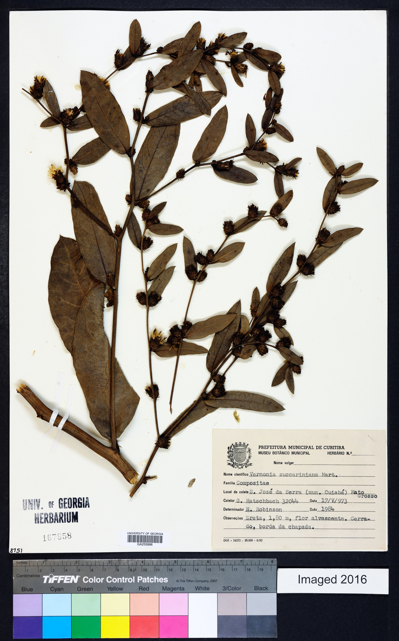 Lessingianthus zuccarinianus image