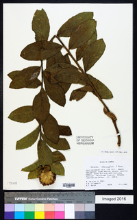 Image of Vernonia adenocephala