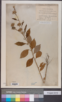 Vernonia anthelmintica image