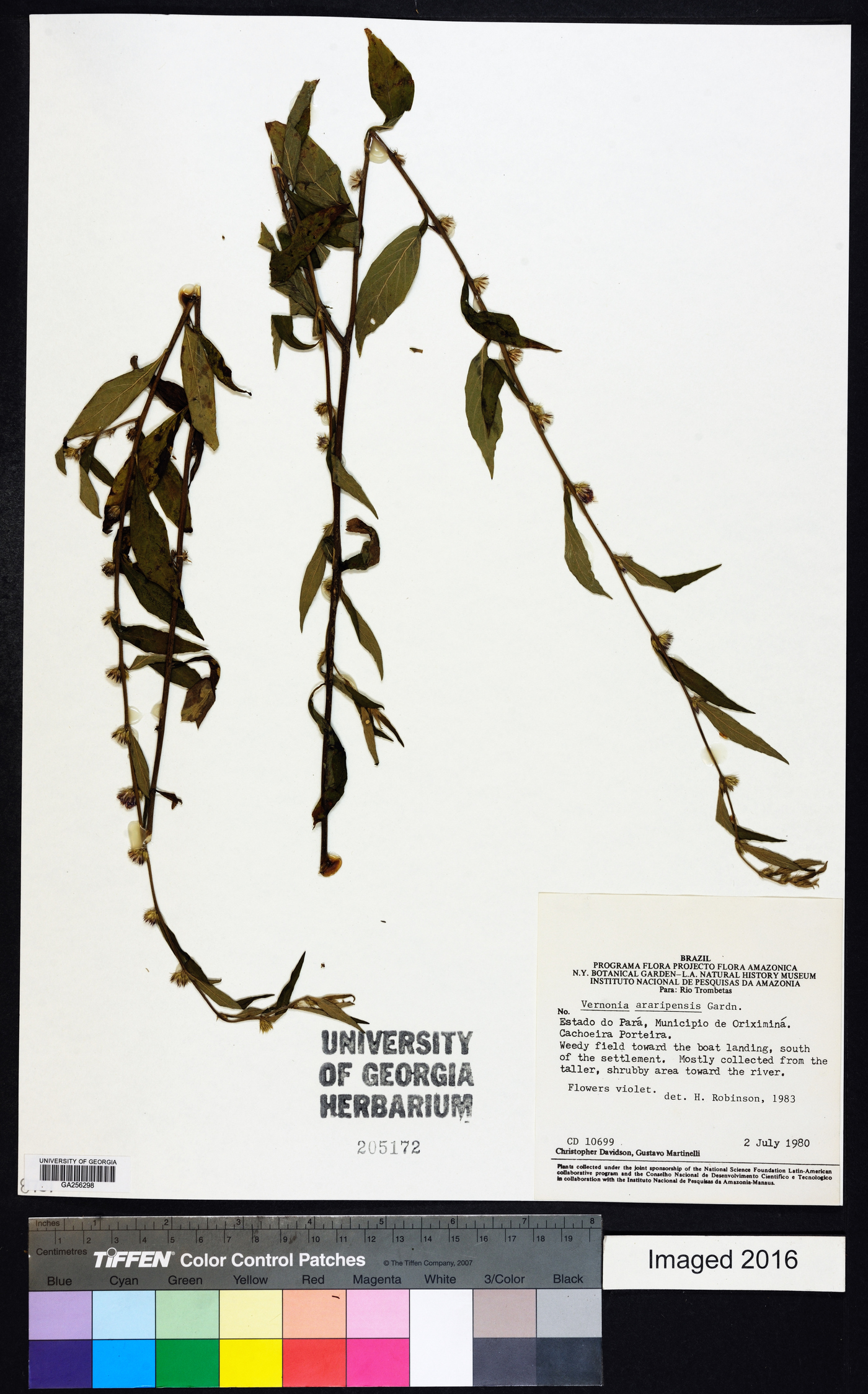 Lepidaploa araripensis image