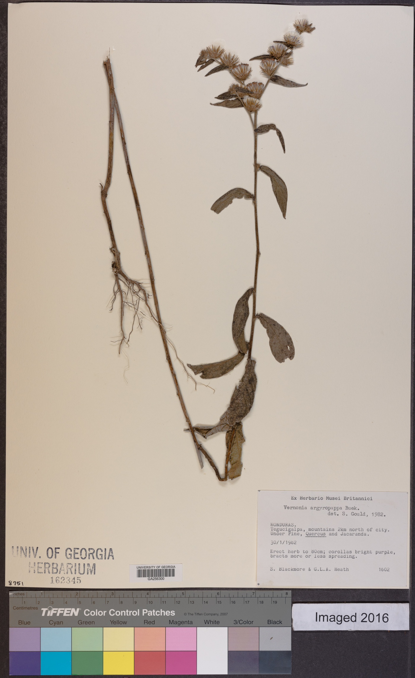 Vernonia argyropappa image