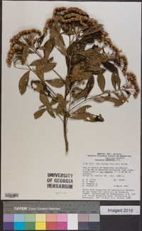 Vernonia bealliae image