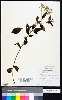Image of Cyanthillium hookerianum