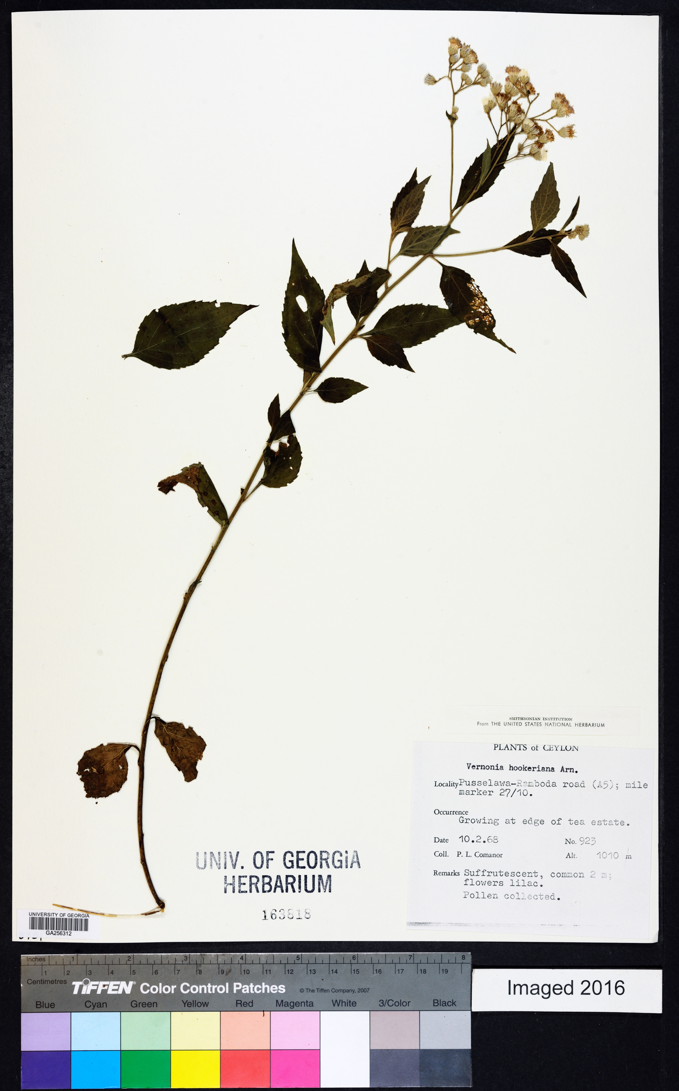 Cyanthillium hookerianum image
