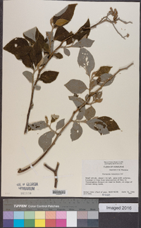 Vernonia leiocarpa image