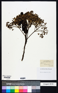Image of Gymnanthemum myrianthum