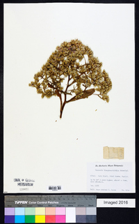 Image of Gymnanthemum theophrastifolium