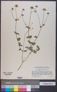Bahiopsis deltoidea image