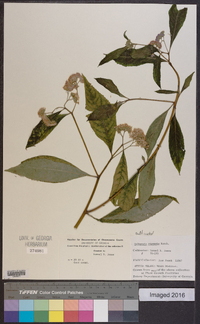 Bothriocline ripensis image