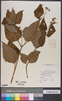 Wedelia biflora image