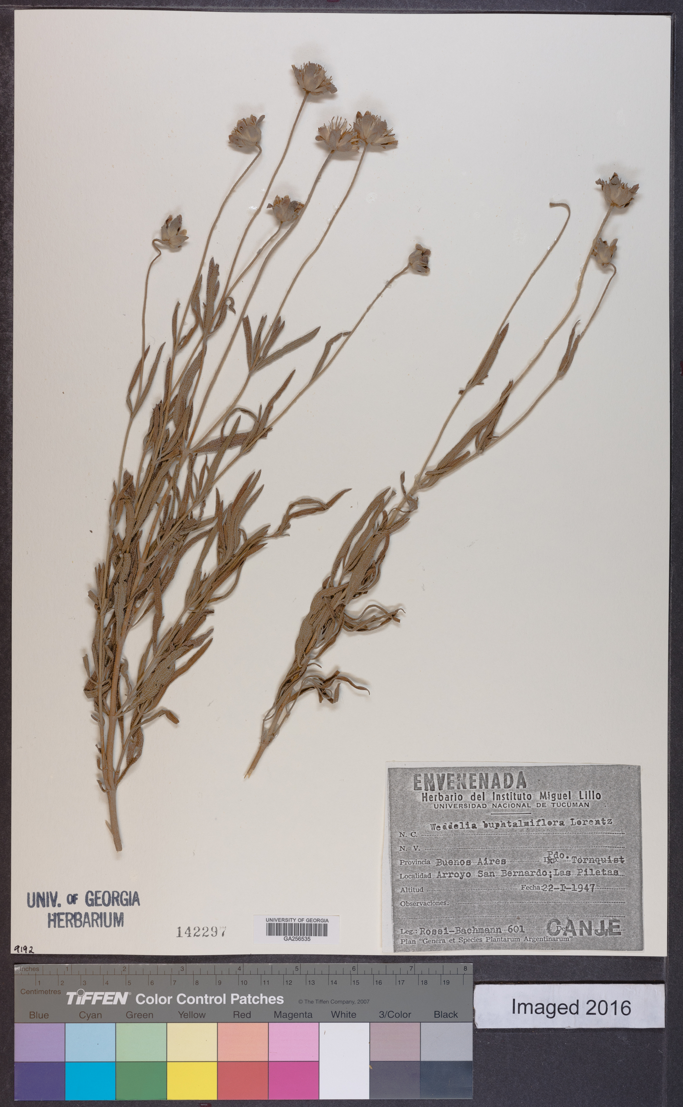 Zexmenia buphtalmiflora image