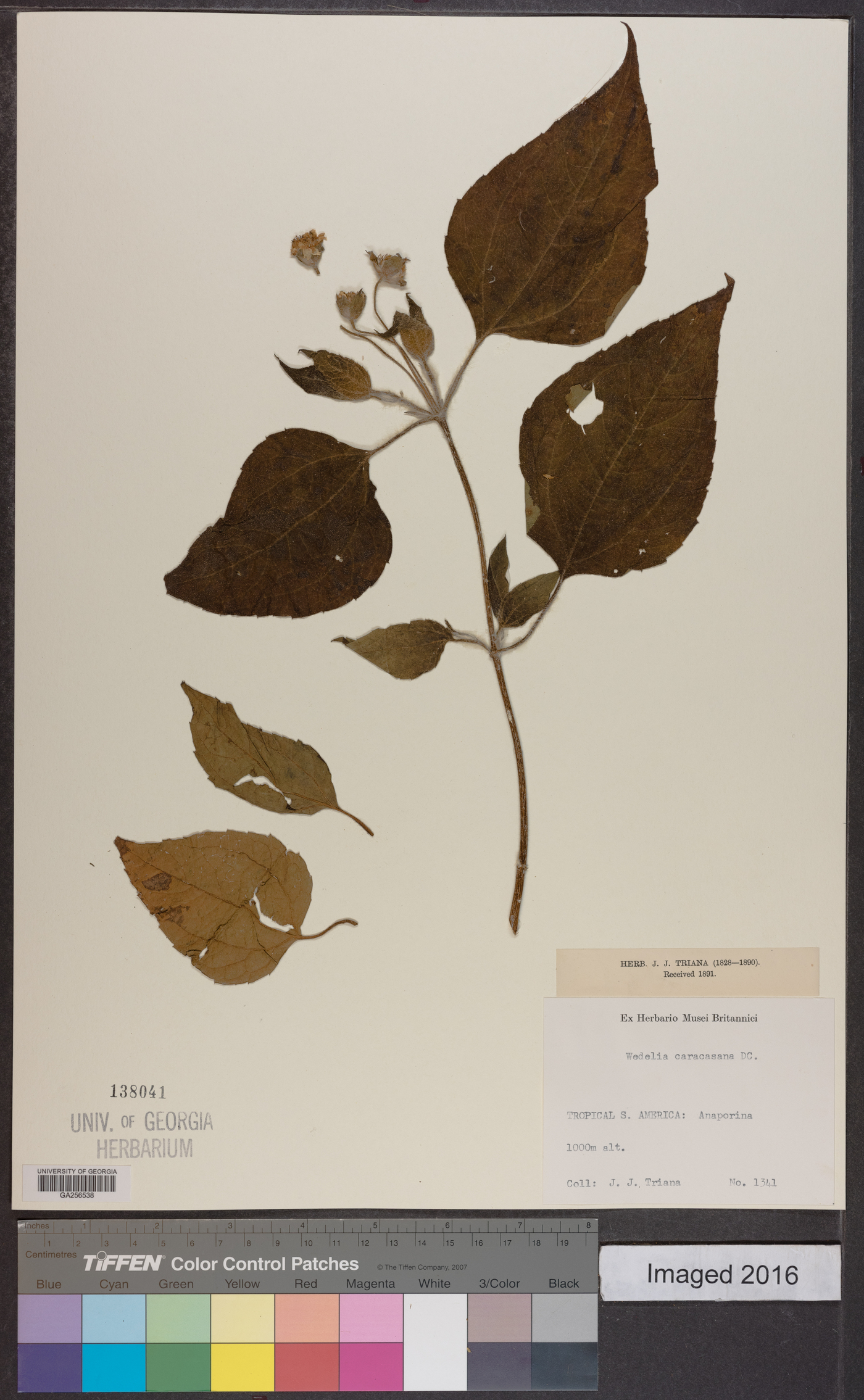 Wedelia fruticosa image