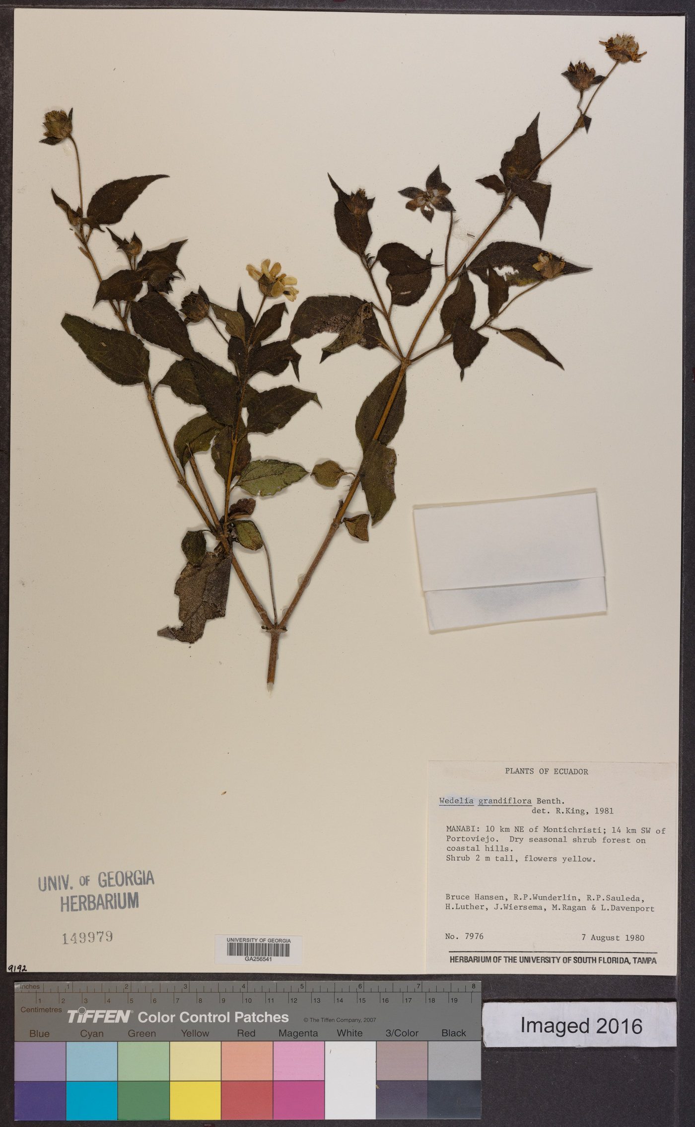 Wedelia grandiflora image
