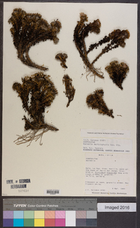 Xenophyllum dactylophyllum image