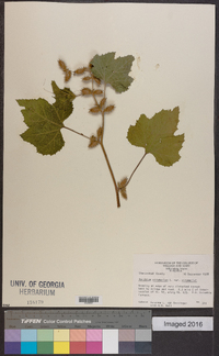 Xanthium strumarium var. strumarium image