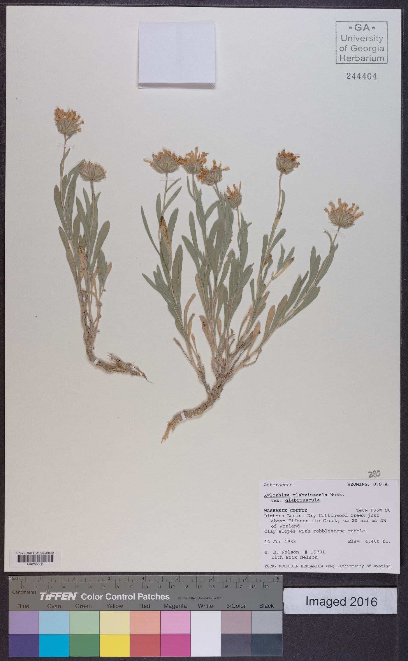 Xylorhiza glabriuscula var. glabriuscula image