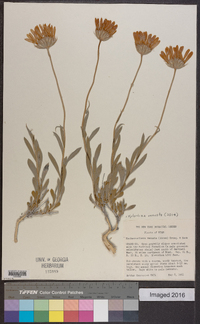 Xylorhiza venusta image