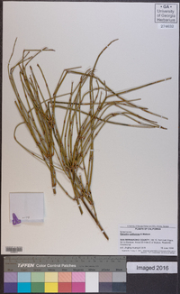 Ephedra californica image